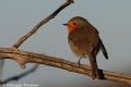 Erithacus rubecula