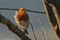 Erithacus rubecula