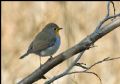 Erithacus rubecula