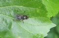 Hydrotaea cf. dentipes