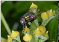 Neomya cornicina