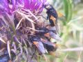Mesembrina meridiana
