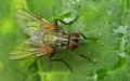 Phaonia angelicae