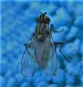 Limnophora riparia