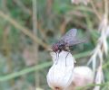Helina confinis (cfr.)