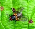 Mydaea sp.
