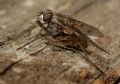 Phaonia fuscata
