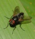 Hydrotaea sp.