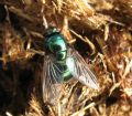 Neoomya cornicina
