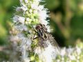 Graphomyia maculata
