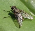 Phaonia fuscata