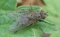 Helina evecta (cfr.)