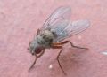 Helina sexmaculata