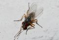 Coenosia sp.