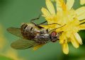 Limnophora triangula (cfr.)