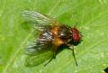 Mydaea corni