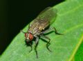 Coenosia tigrina