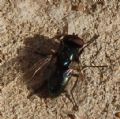 Hydrotaea aenescens