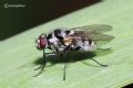 Limnophora obsignata