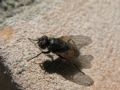 Musca domestica