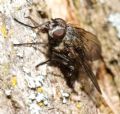 Helina sp.