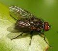 Helina sp.