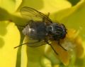 Myospila sp.