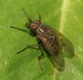 Helina sp.