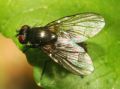 Hebecnema cf. nigra