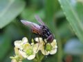 Graphomya maculata