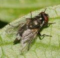Morellia sp.