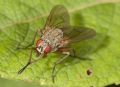 Helina sp.