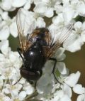 Musca autunnalis