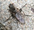 Lispe tentaculata