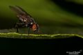Hydrotaea sp.