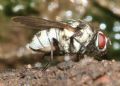 Limnophora obsignata