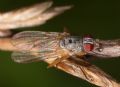 Coenosia sp.