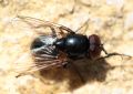 Hydrotaea ignava