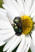Neomyia cornicina
