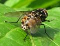 Graphomya maculata