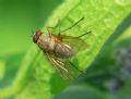 Helina sp.