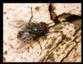Muscina prolapsa