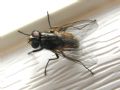 Musca domestica