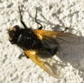 Mesembrina meridiana