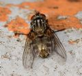 Dasyphora sp.
