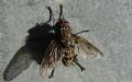 Helina evecta/annosa
