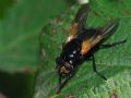 Mesembrina meridiana