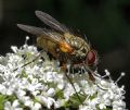 Phaonia angelicae