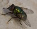 Neomyia cornicina