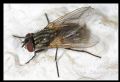 Musca domestica